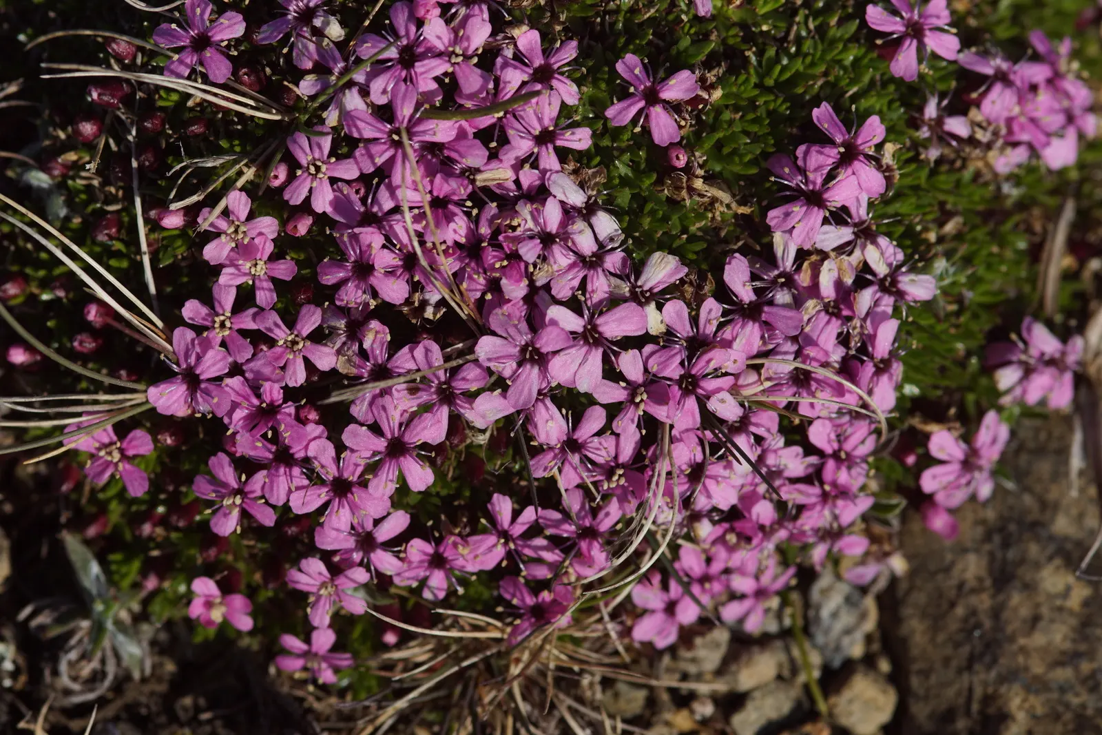 Moss Campion (Silene Acaulis) — perennial with pink blooms; silene acaulis requires full sun and well-drained, image 103