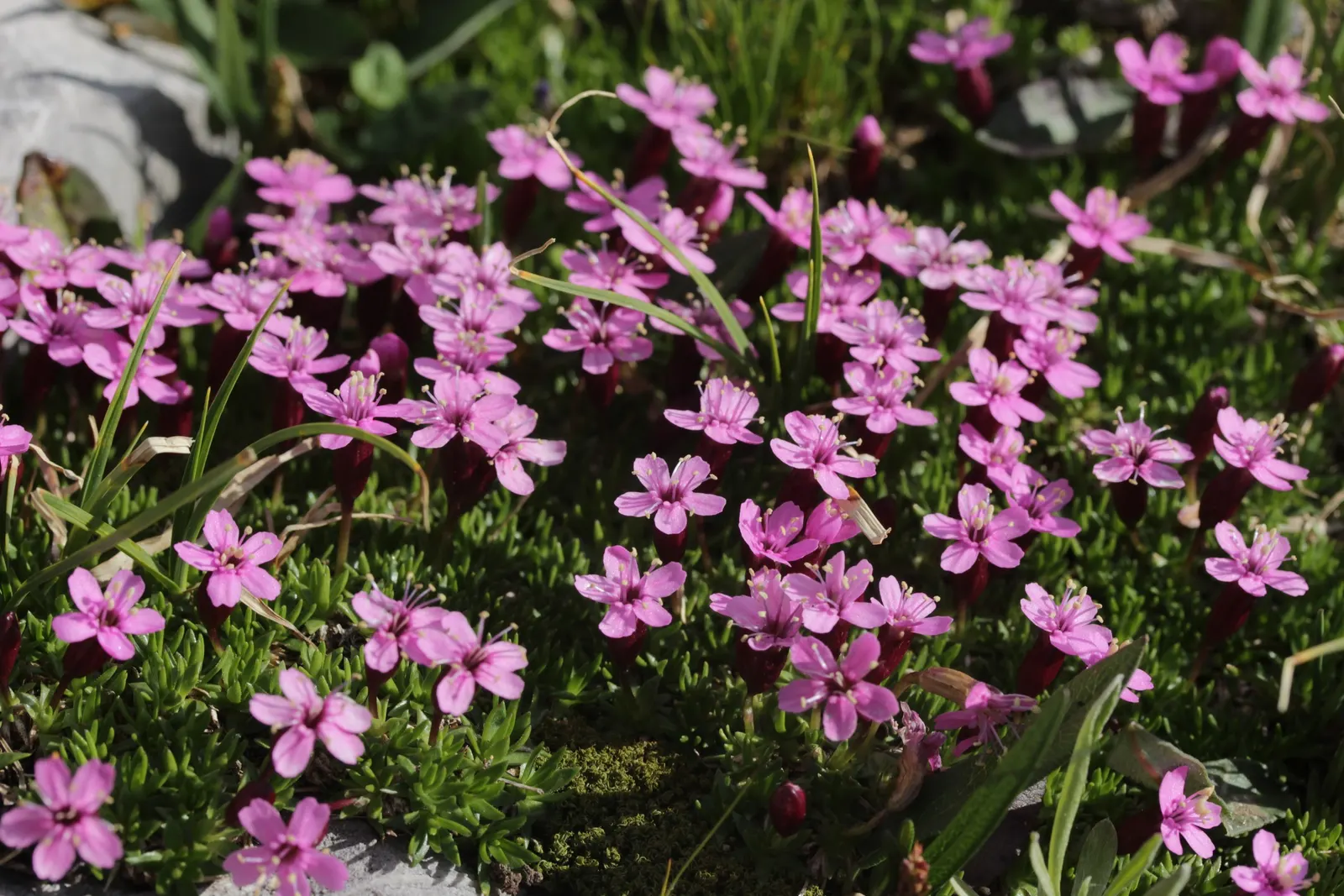 Moss Campion (Silene Acaulis) — Regular watering is necessary only during prolonged dry spells; making it a low-maintenance choice for the conscientious