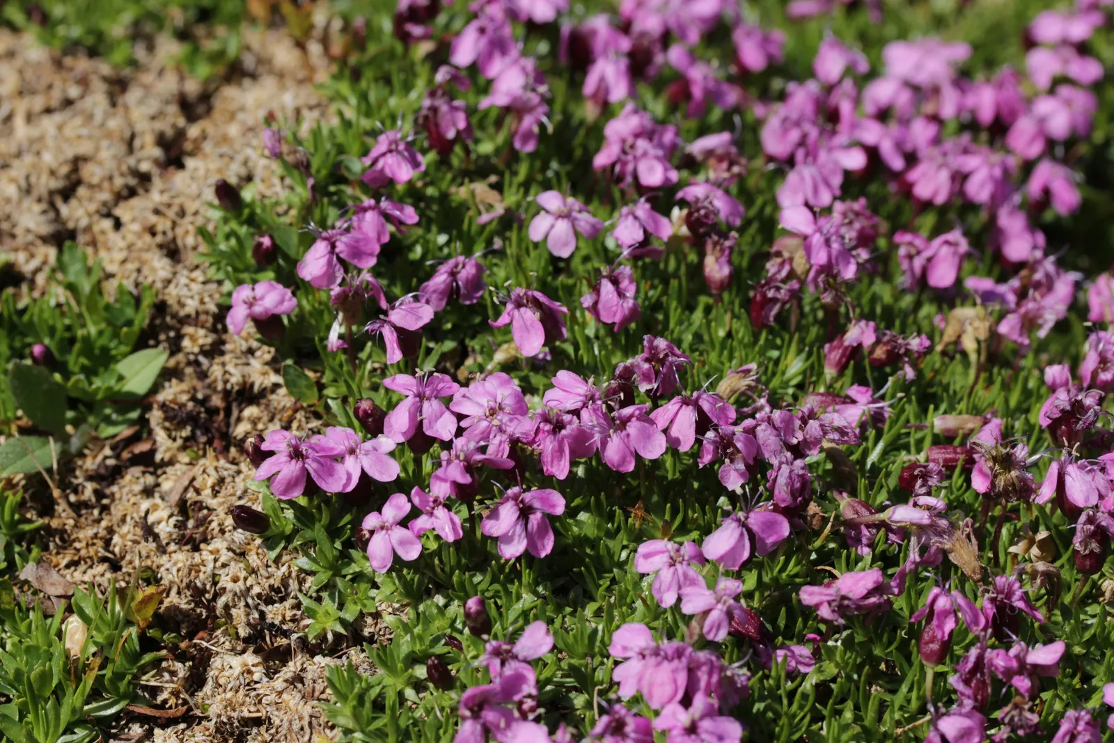 Moss Campion (Silene Acaulis) — It stands 1-3 inches tall and spreads 6-12 inches wide, featuring dense, cushioned mounds of evergreen foliage, image 106