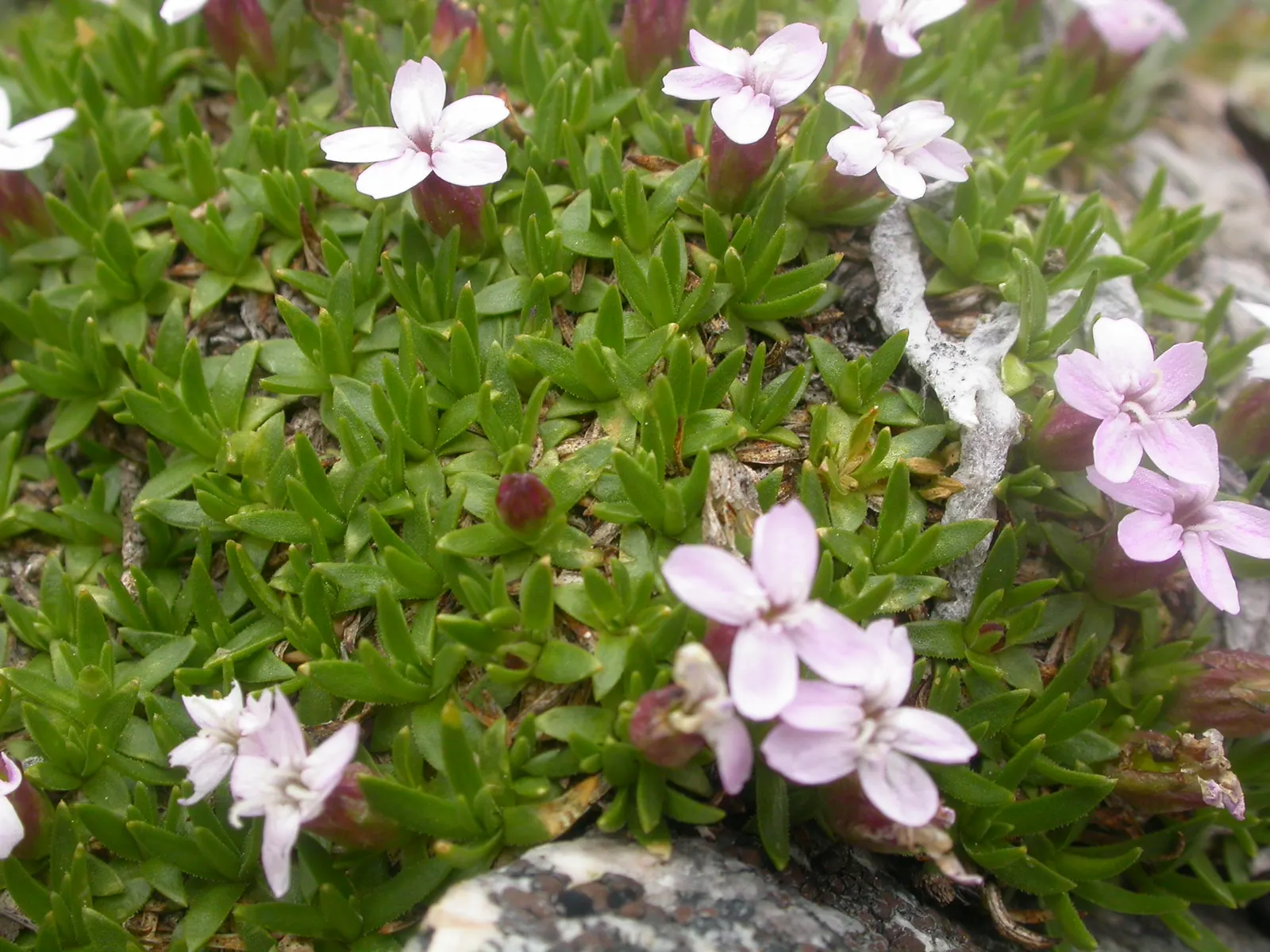 Moss Campion (Silene Acaulis) — Ideal for a textural ground cover; particularly effective in rock gardens or as an accent in crevices and along, image 57
