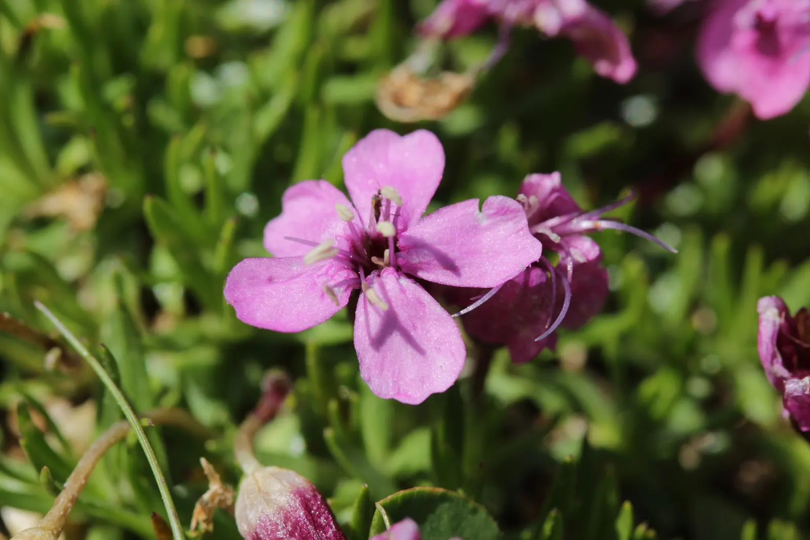 Moss Campion (Silene Acaulis) — From late spring to midsummer; regular watering is necessary only during prolonged dry spells