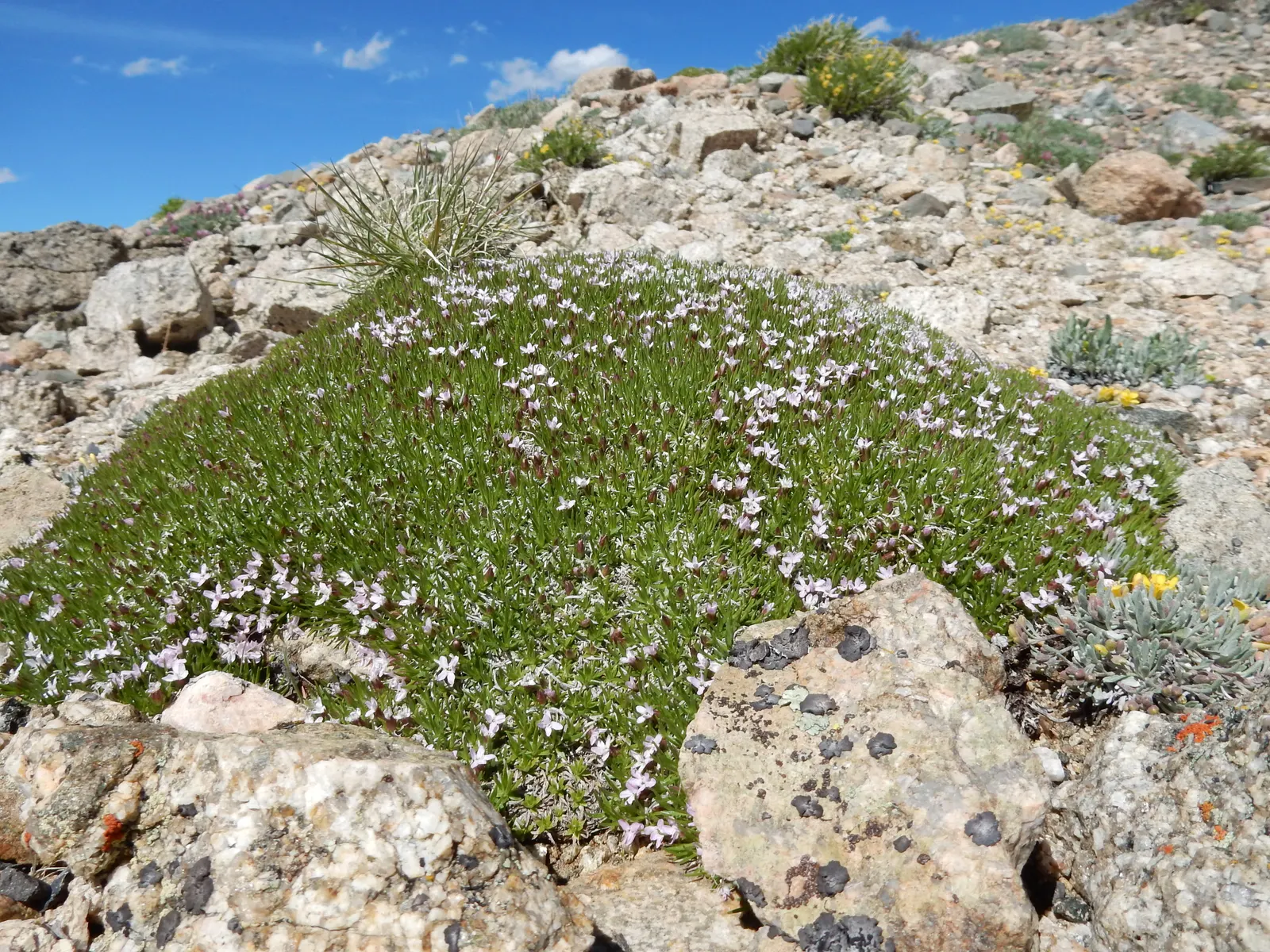 Moss Campion (Silene Acaulis) — enriching the biodiversity of your garden.<br><br>For optimal growth; pink flowers in the garden