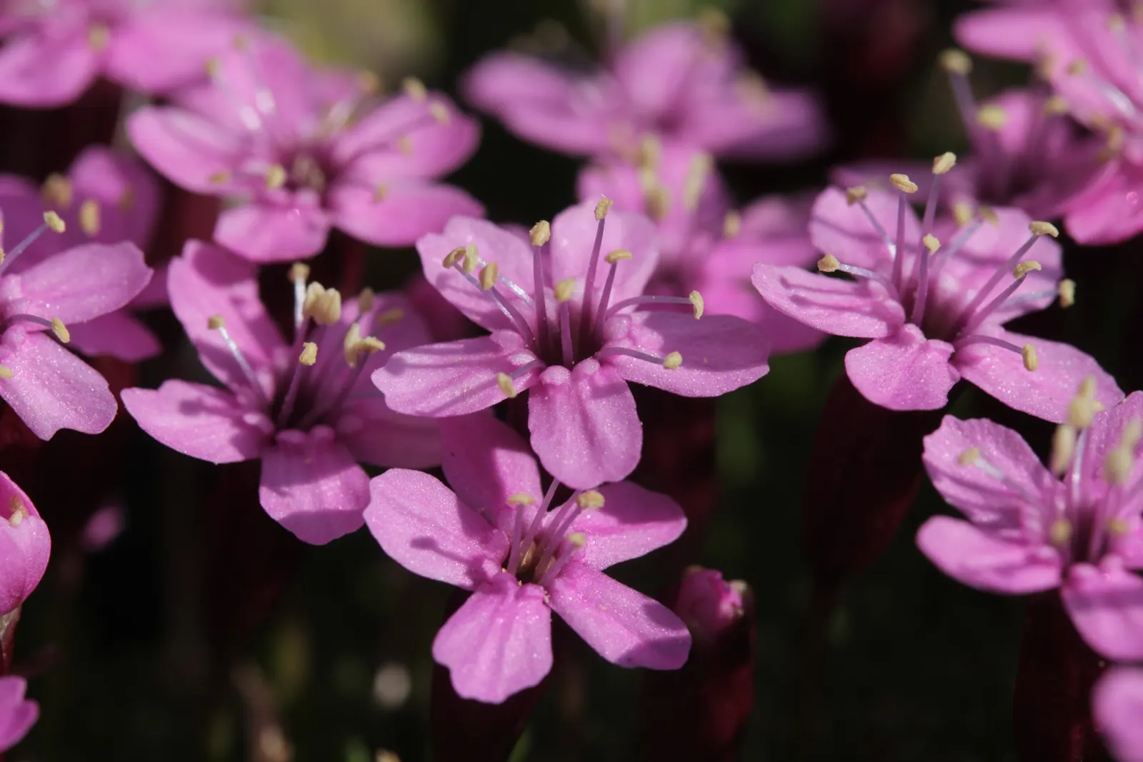 Moss Campion (Silene Acaulis) — perennial for half or shade