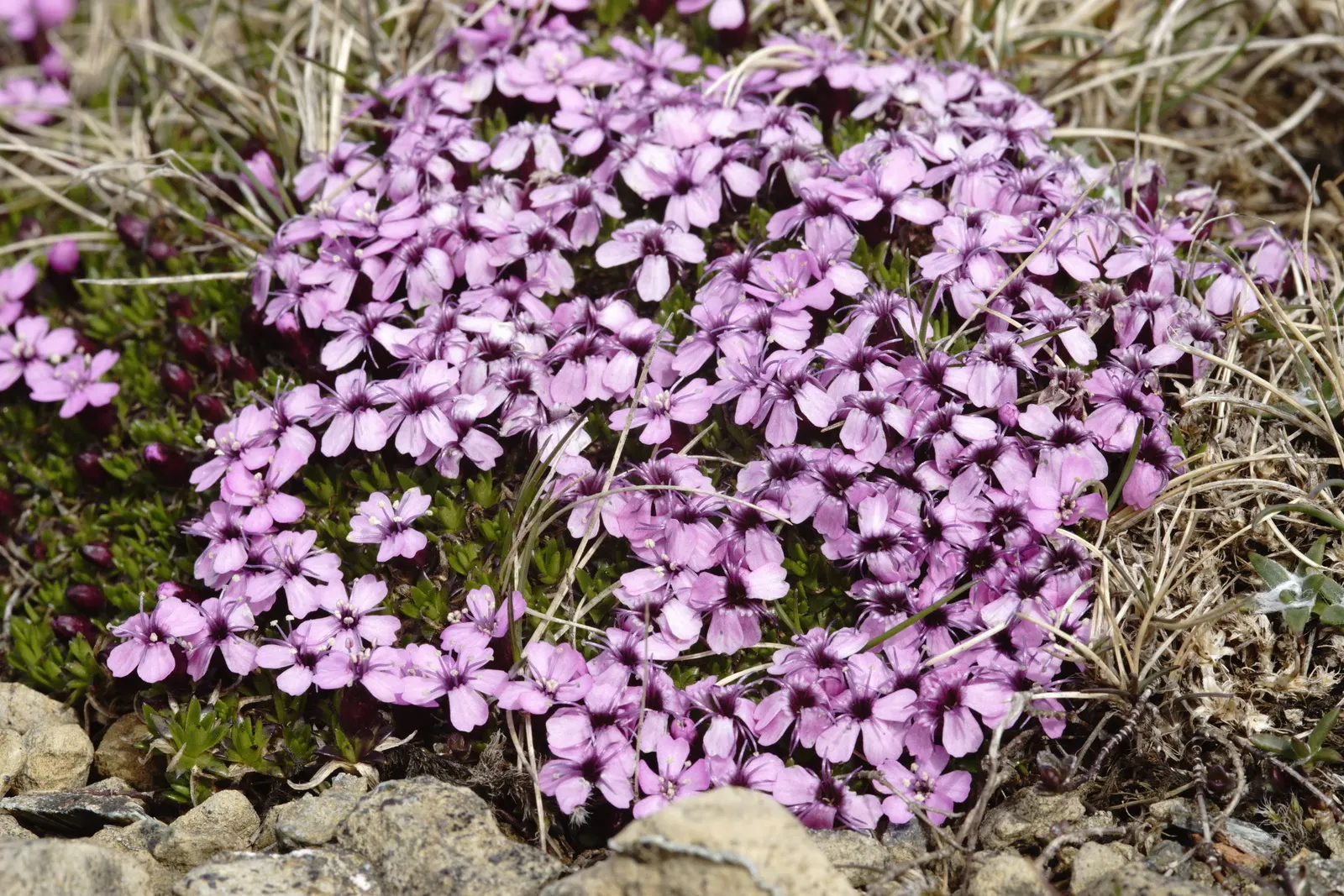 Moss Campion (Silene Acaulis) — each around 0.5 to 1 inch in diameter; and are just about 0.2 to 0.4 inches long, image 65