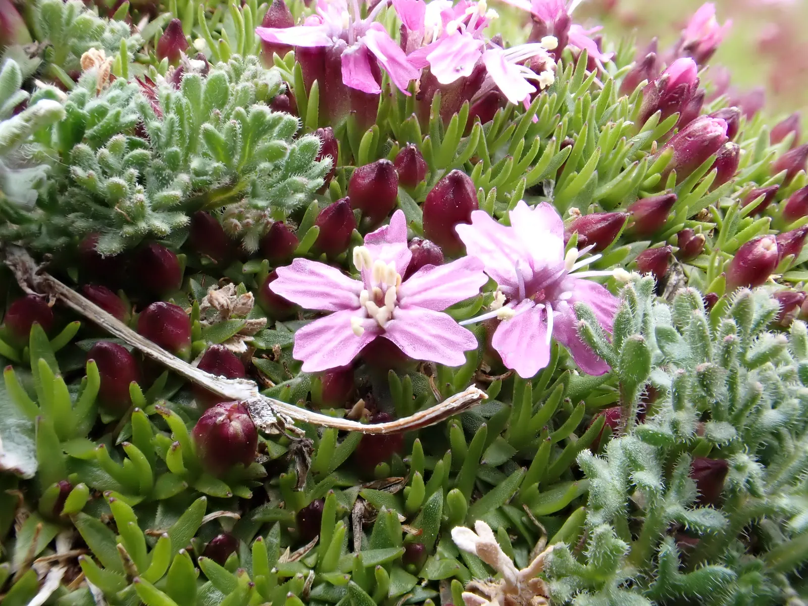 Moss Campion (Silene Acaulis) — and demonstrates excellent drought resistance once established; this hardy plant sprouts from a woody base and, image 98