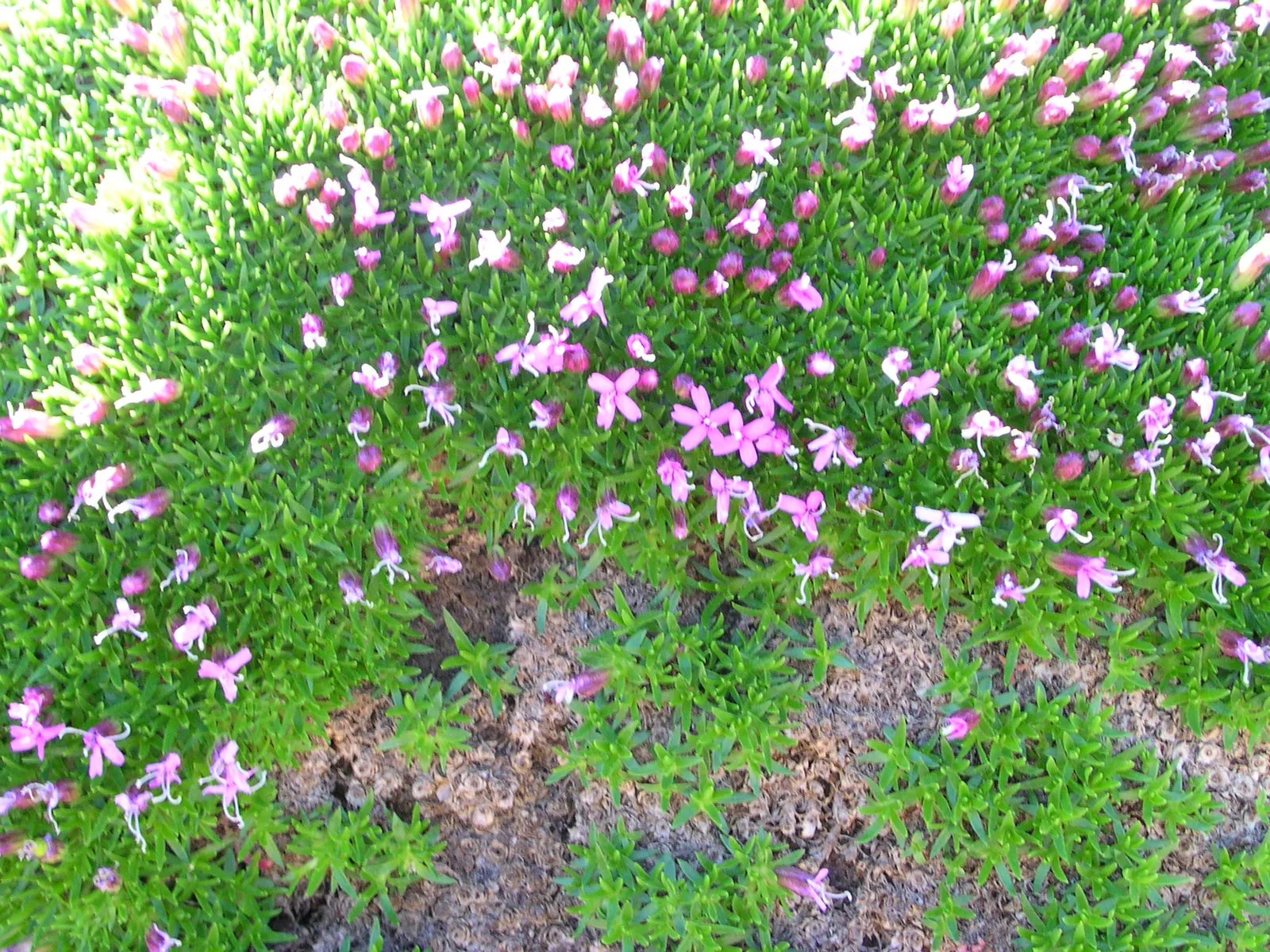 Moss Campion (Silene Acaulis) — enriching the biodiversity of your garden.<br><br>For optimal growth