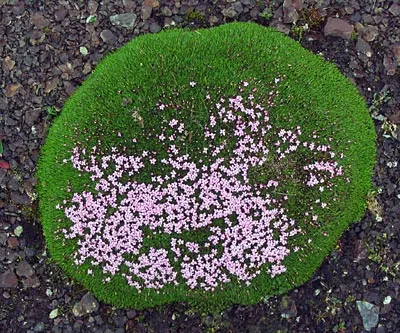Moss Campion (Silene Acaulis) — Ideal for a textural ground cover; particularly effective in rock gardens or as an accent in crevices and along, image 83