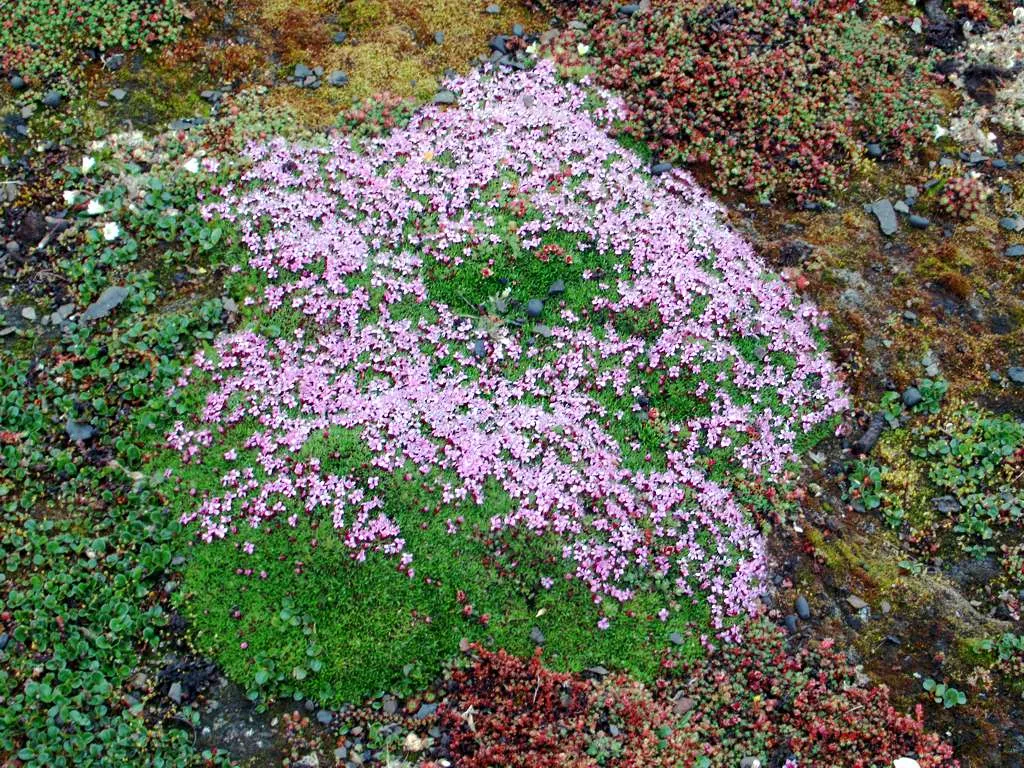 Moss Campion (Silene Acaulis) — ground cover that thrives with minimal attention; it stands 1-3 inches tall and spreads 6-12 inches wide, featuring, image 101