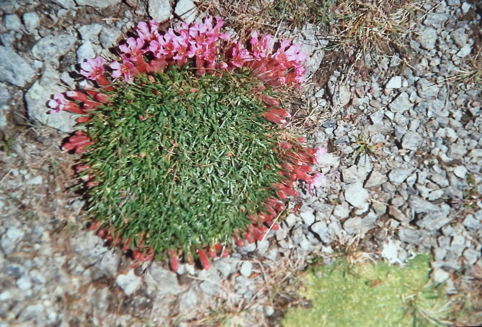 Moss Campion (Silene Acaulis) — From late spring to early summer, it produces vibrant pink blooms that add a splash of color to rock gardens