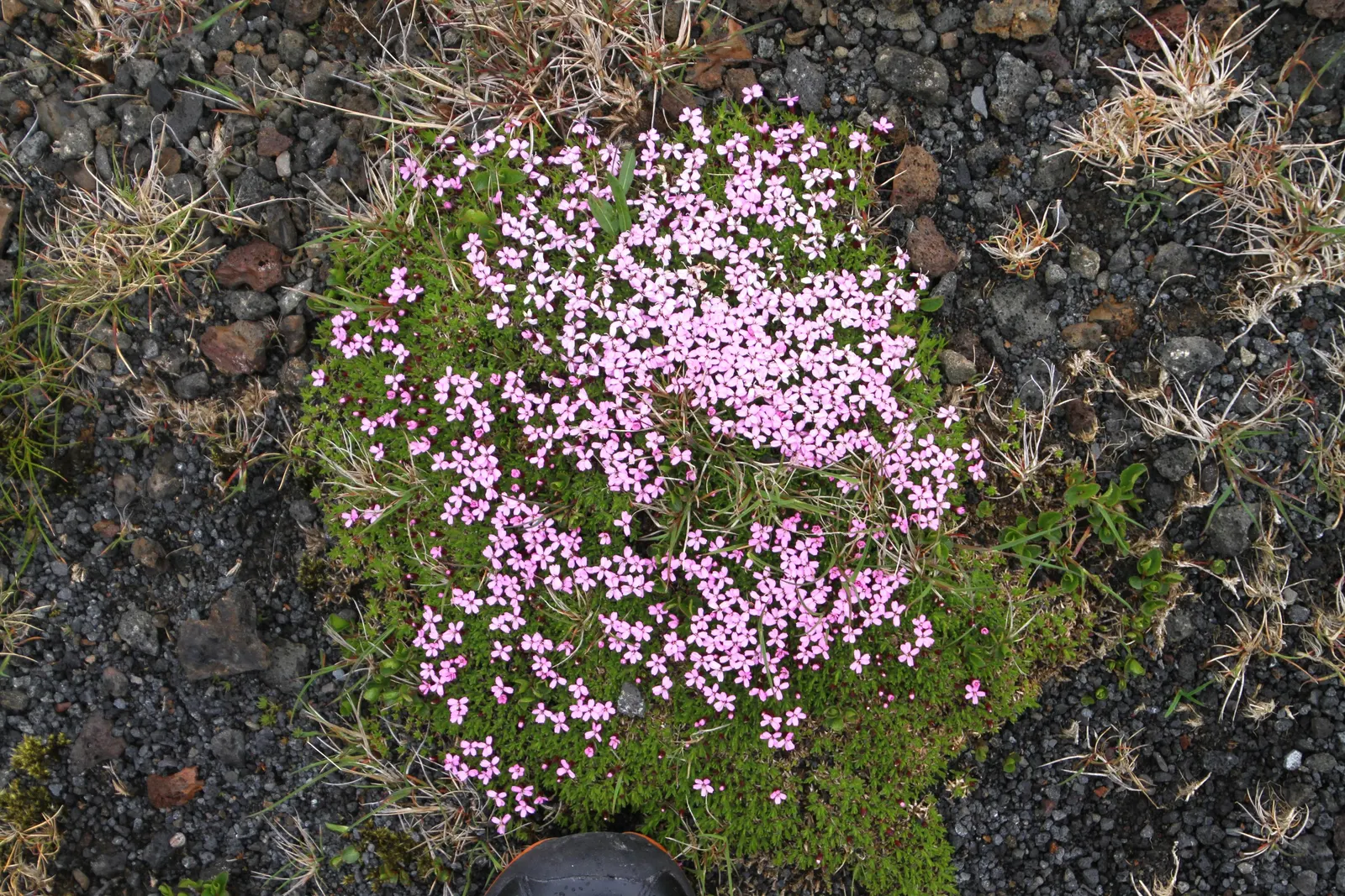 Moss Campion (Silene Acaulis) — Regular watering is necessary only during prolonged dry spells; making it a low-maintenance choice for the, image 74