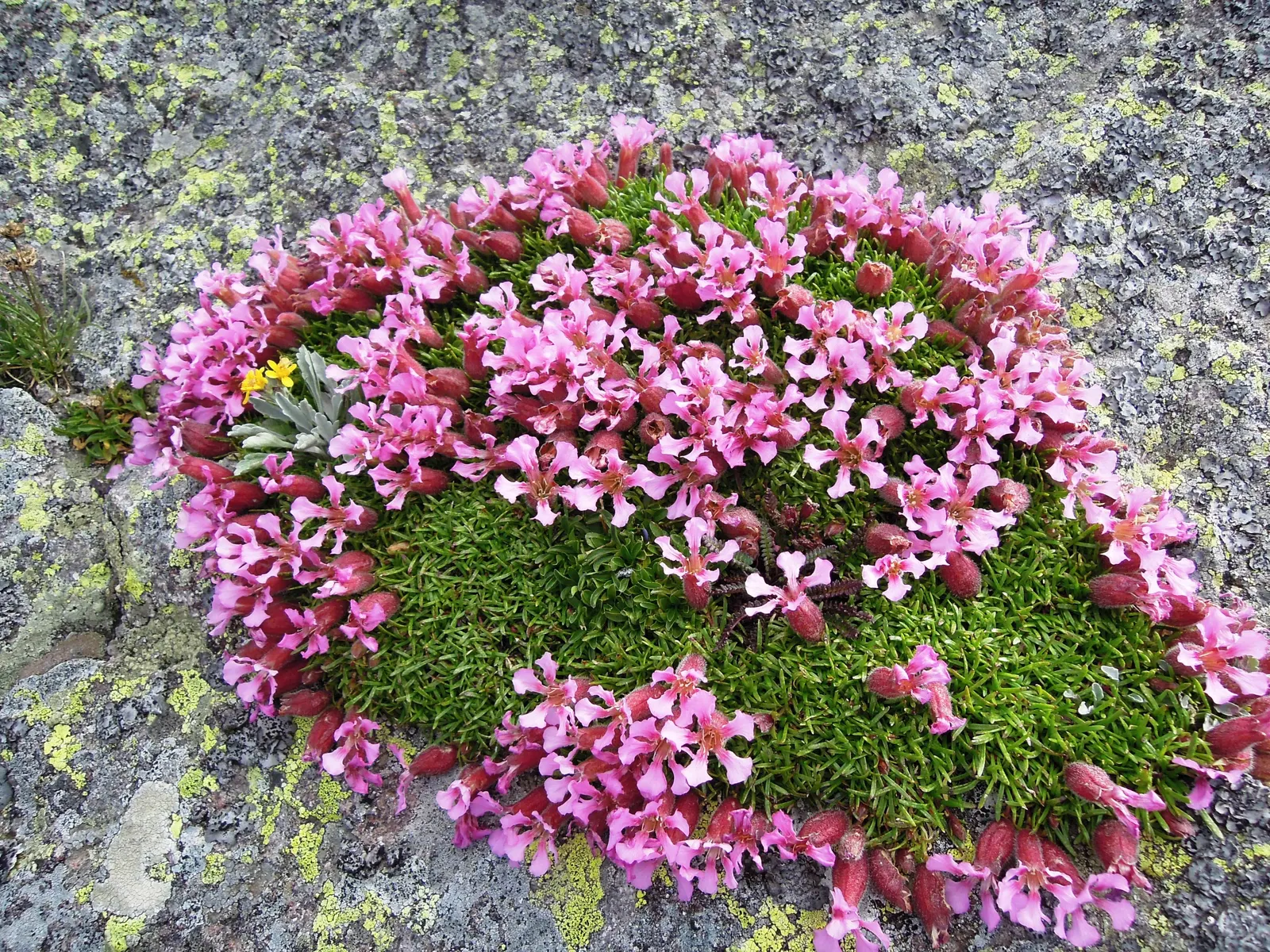 Moss Campion (Silene Acaulis) — sandy or gravelly soil with a neutral to slightly alkaline pH; bright pink to purple flowers, image 69