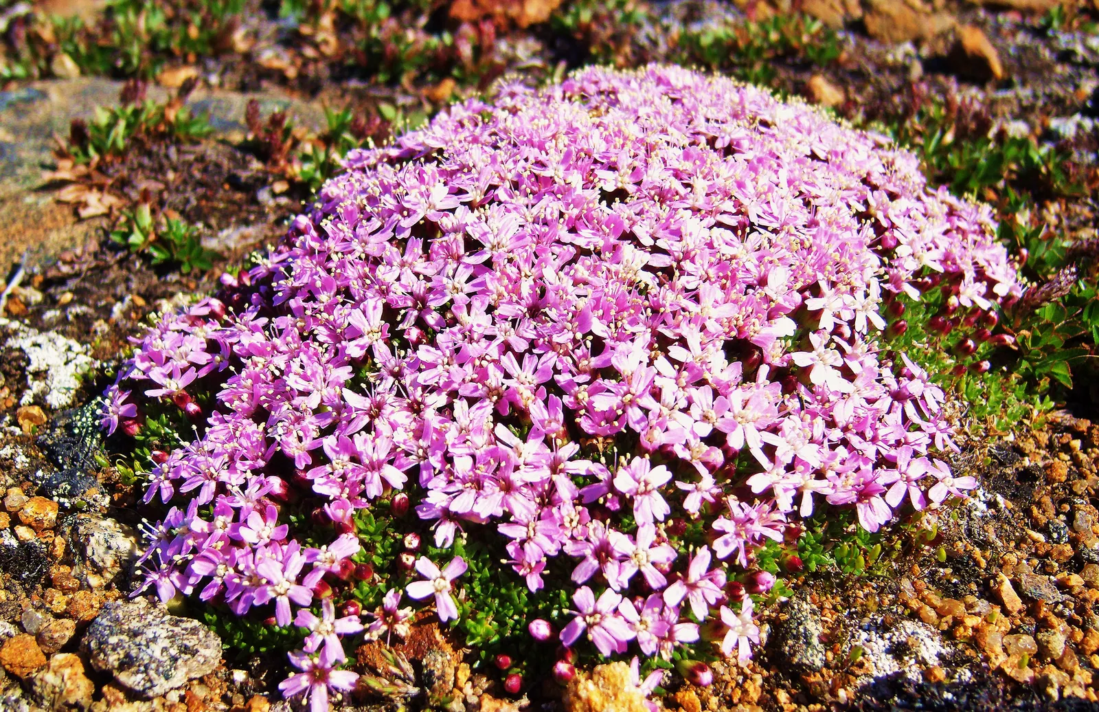 Moss Campion (Silene Acaulis) — bright pink to purple flowers; from late spring to early summer, it produces vibrant pink blooms that add a splash of color to