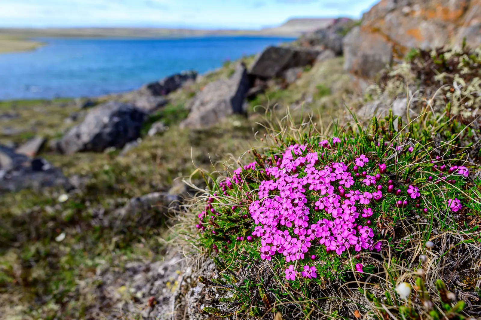 Moss Campion (Silene Acaulis) — These star-shaped blooms offer a delightful pop of color and attract pollinators such as bees and butterflies, image 66
