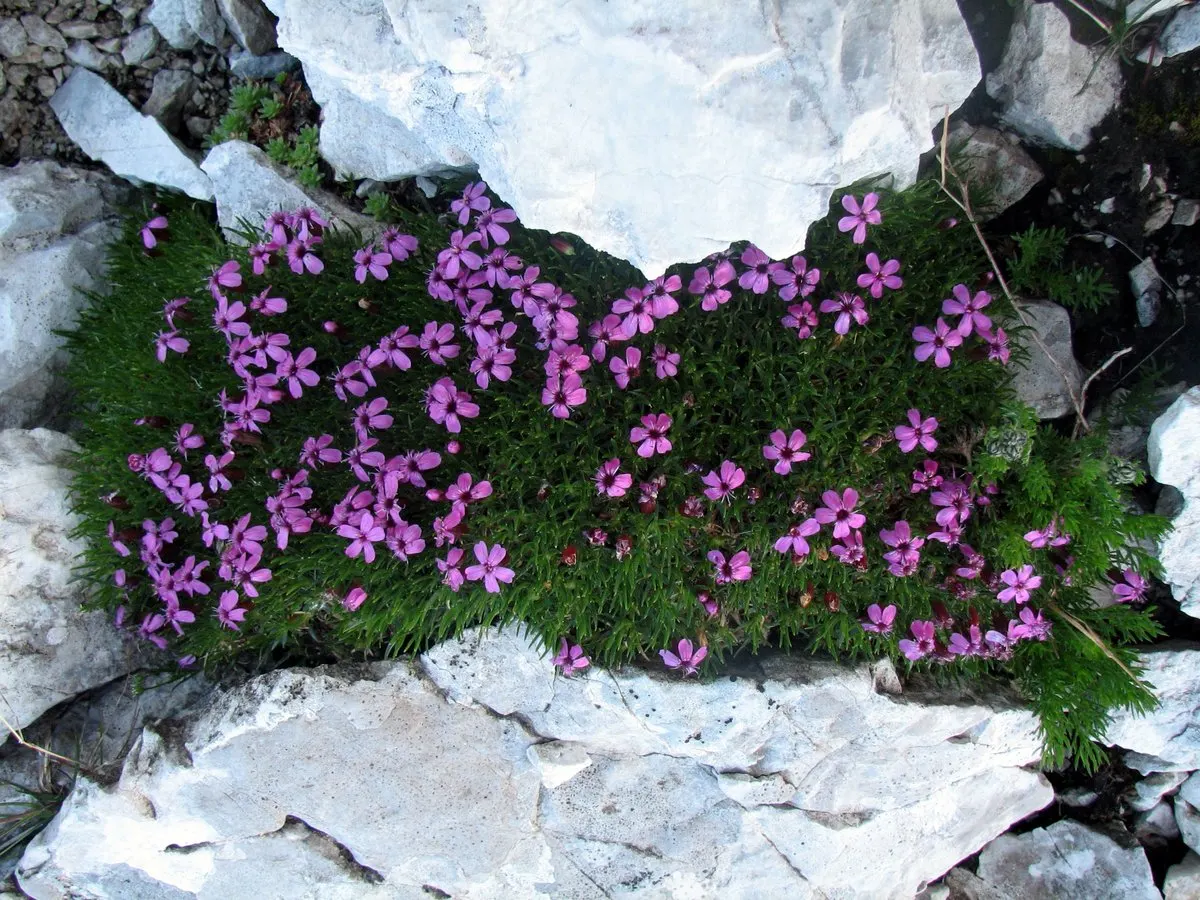 Moss Campion (Silene Acaulis) — From late spring to midsummer