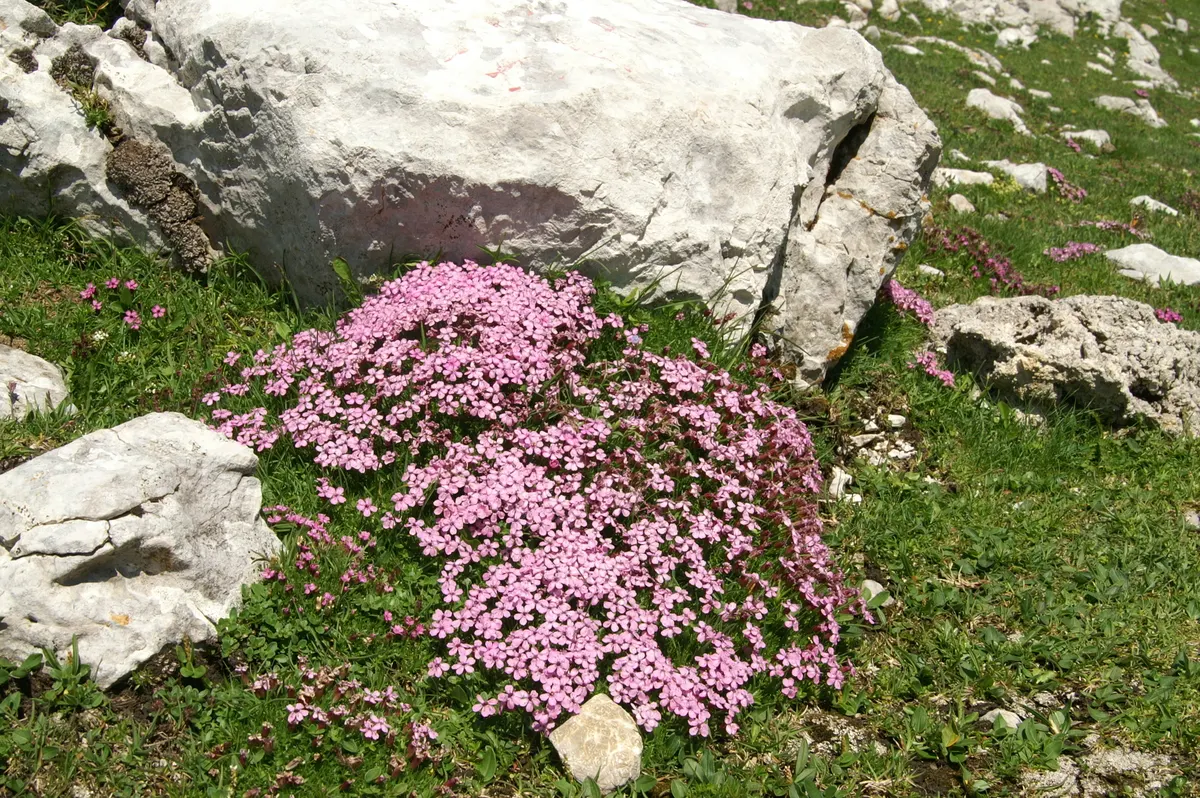 Moss Campion (Silene Acaulis) — It stands 1-3 inches tall and spreads 6-12 inches wide, featuring dense, cushioned mounds of evergreen foliage; from late