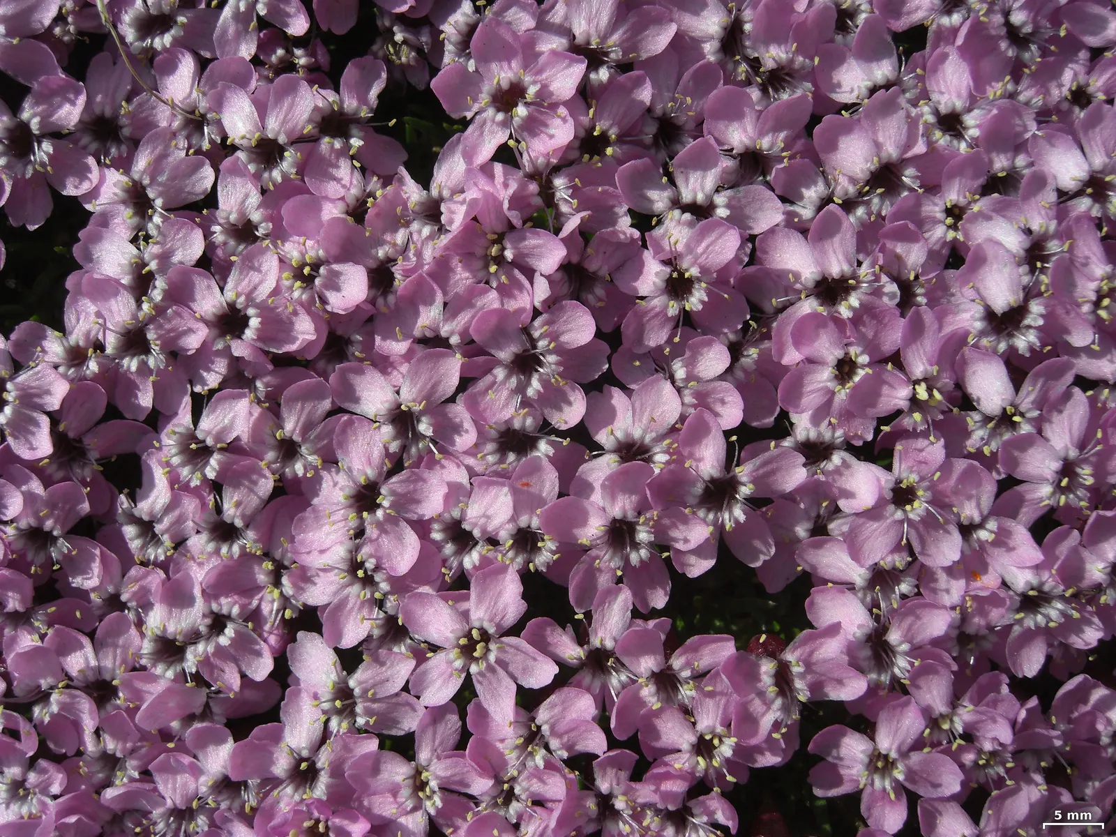 Moss Campion (Silene Acaulis) — ground cover that thrives with minimal attention; it stands 1-3 inches tall and spreads 6-12 inches wide, featuring dense