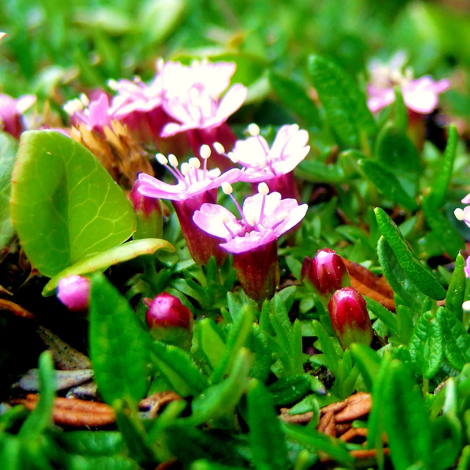 Moss Campion (Silene Acaulis) — mat-forming perennial that flourishes in alpine environments; hardy and cold-resistant, it requires well-drained soil and full