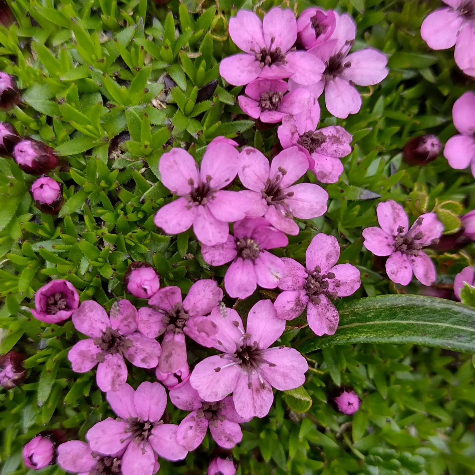 Moss Campion (Silene Acaulis) — Ideal for a textural ground cover; particularly effective in rock gardens or as an accent in crevices and along, image 109
