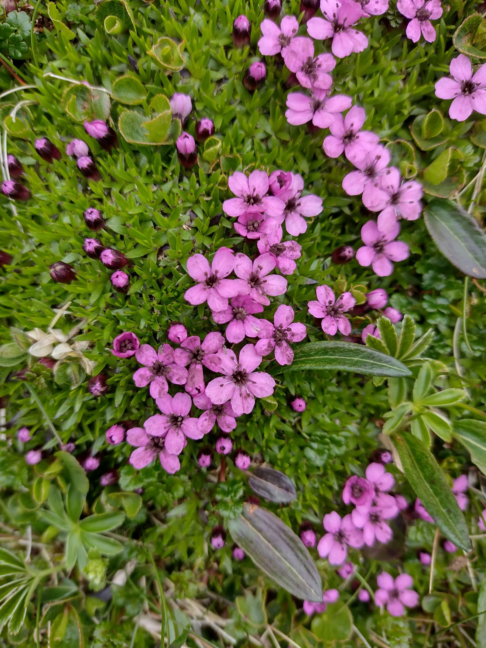 Moss Campion (Silene Acaulis) — bright pink to purple flowers
