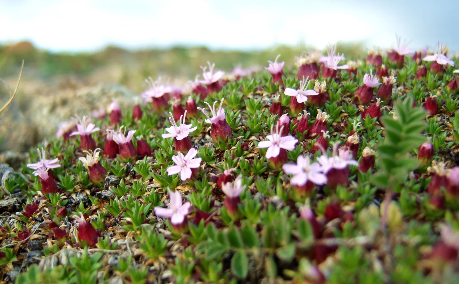 Moss Campion (Silene Acaulis) — From late spring to midsummer; regular watering is necessary only during prolonged dry spells, image 89