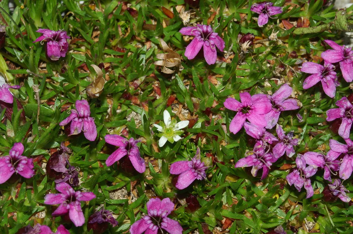 Moss Campion (Silene Acaulis) — From late spring to early summer, it produces vibrant pink blooms that add a splash of color to rock gardens; this, image 107