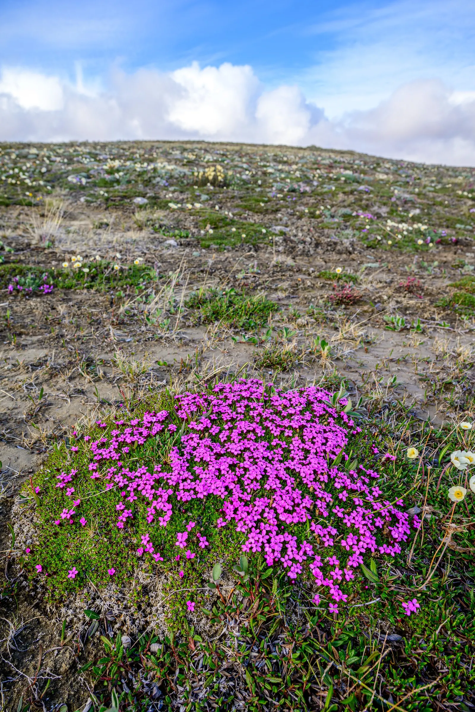 Moss Campion (Silene Acaulis) — withstanding USDA hardiness zones 3 through 7; perennial for half or shade, image 71