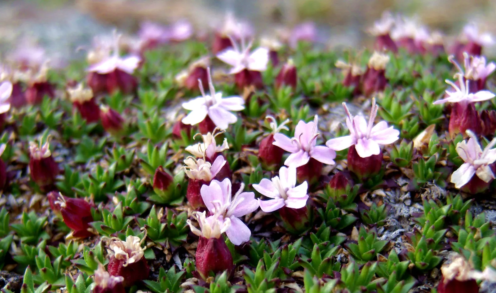 Moss Campion (Silene Acaulis) — Hardy and cold-resistant, it requires well-drained soil and full sun to partial shade conditions; perennial with pink blooms