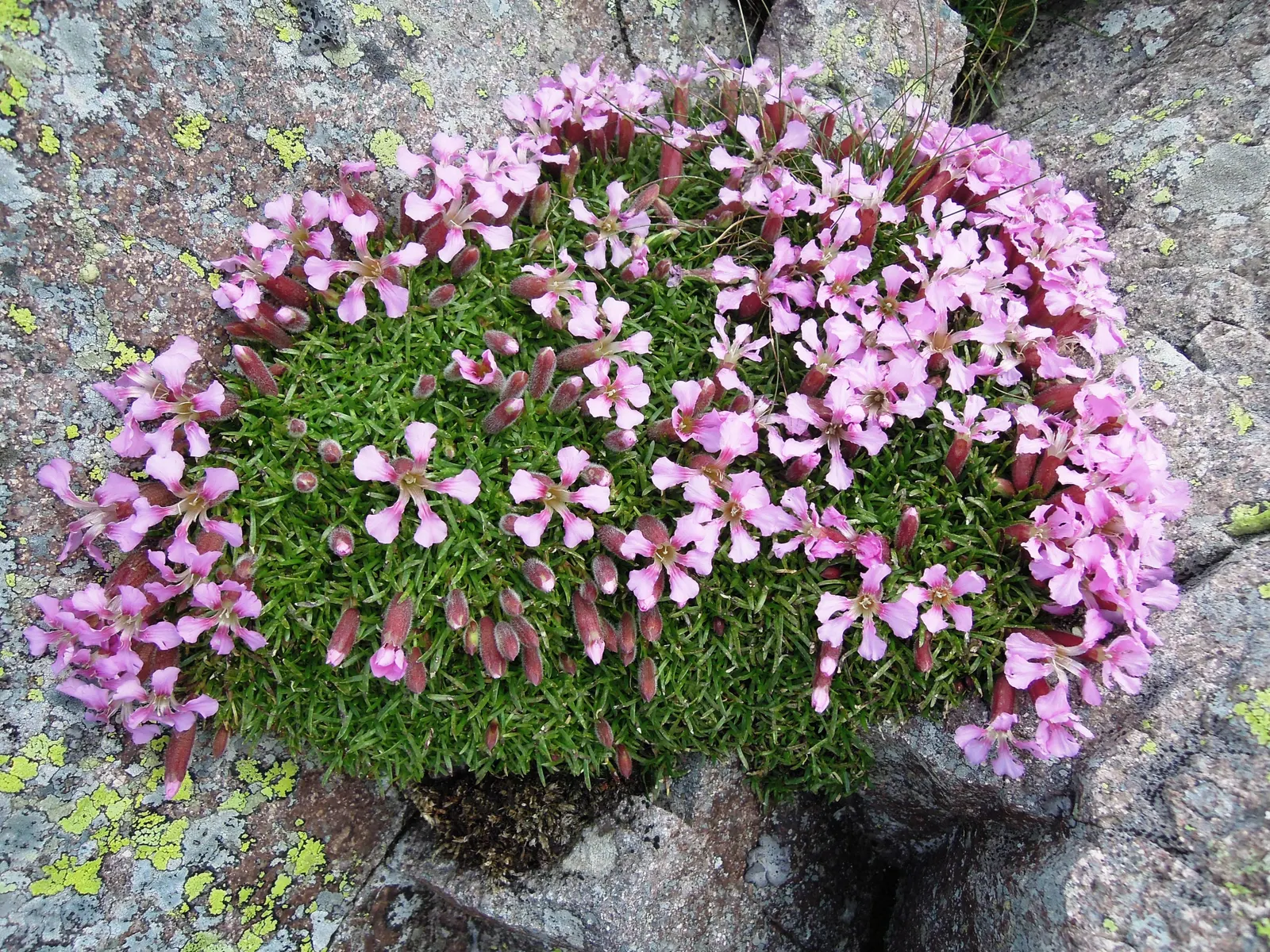 Moss Campion (Silene Acaulis) — perennial with pink blooms