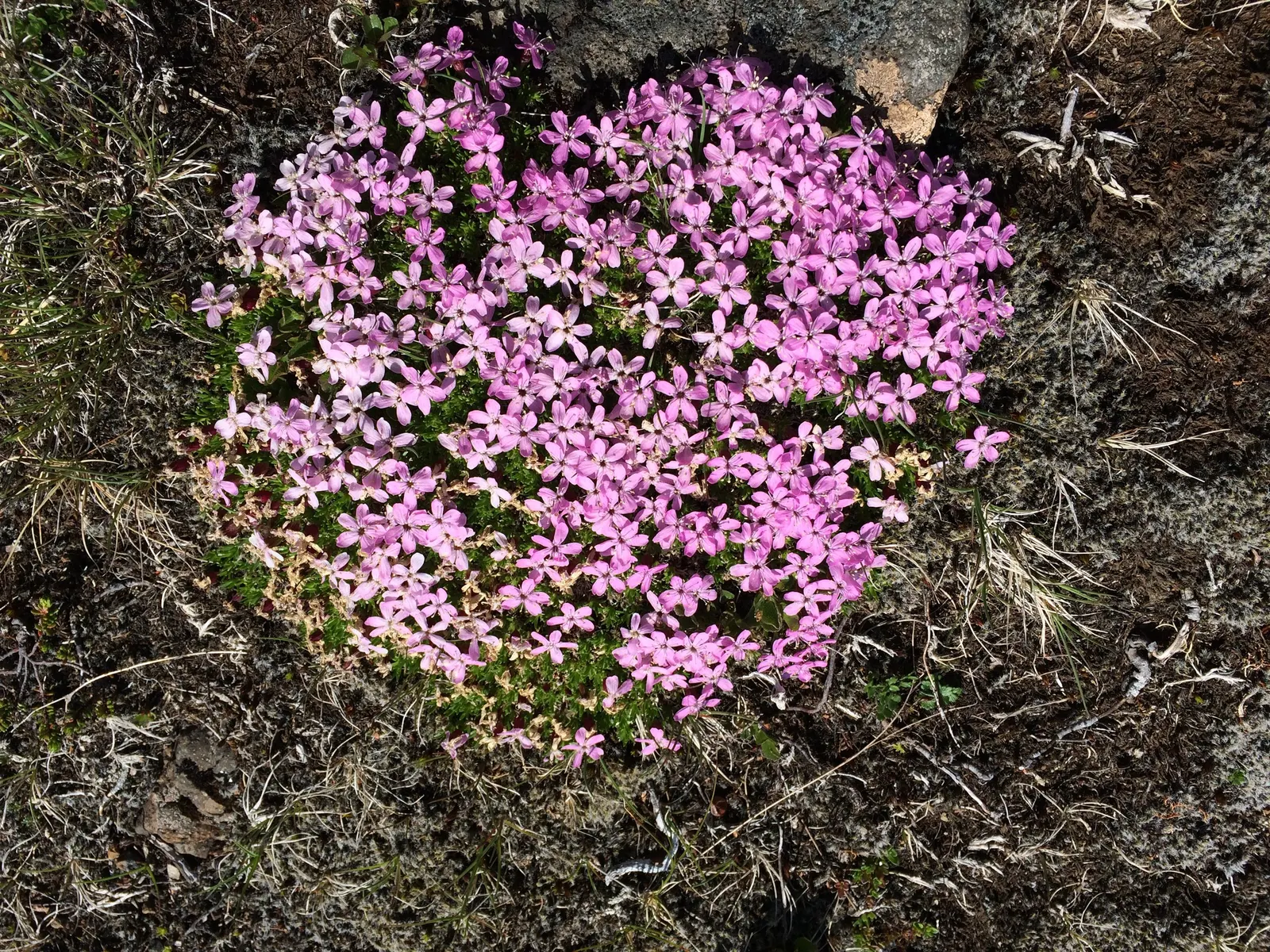 Moss Campion (Silene Acaulis) — Silene acaulis requires full sun and well-drained
