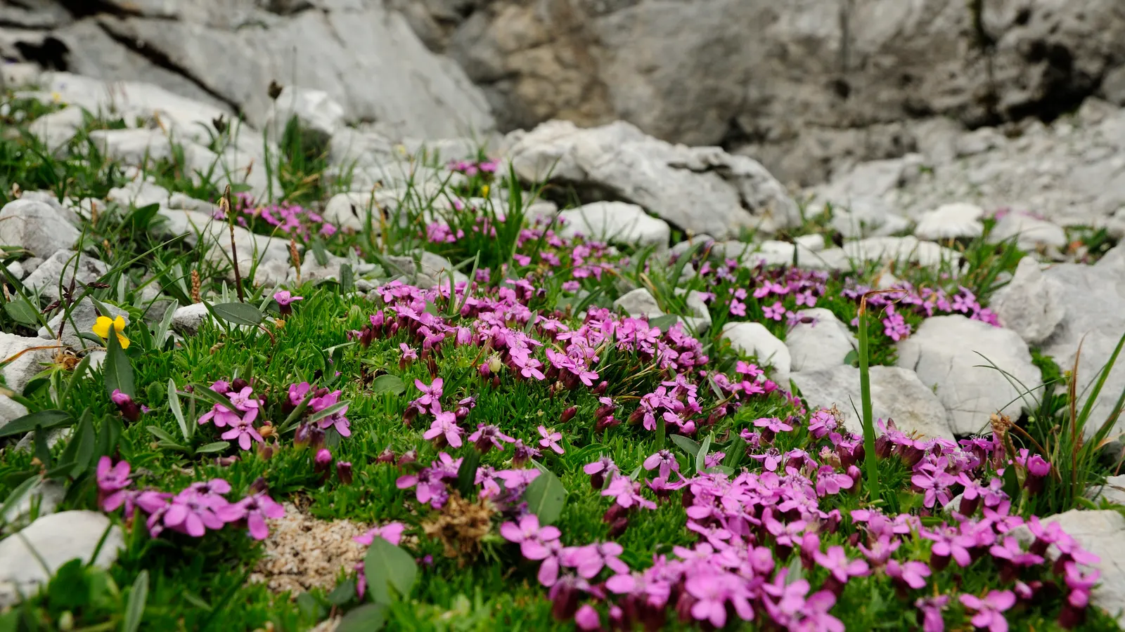 Moss Campion (Silene Acaulis) — particularly effective in rock gardens or as an accent in crevices and along stone pathways; each around 0.5 to 1 inch in