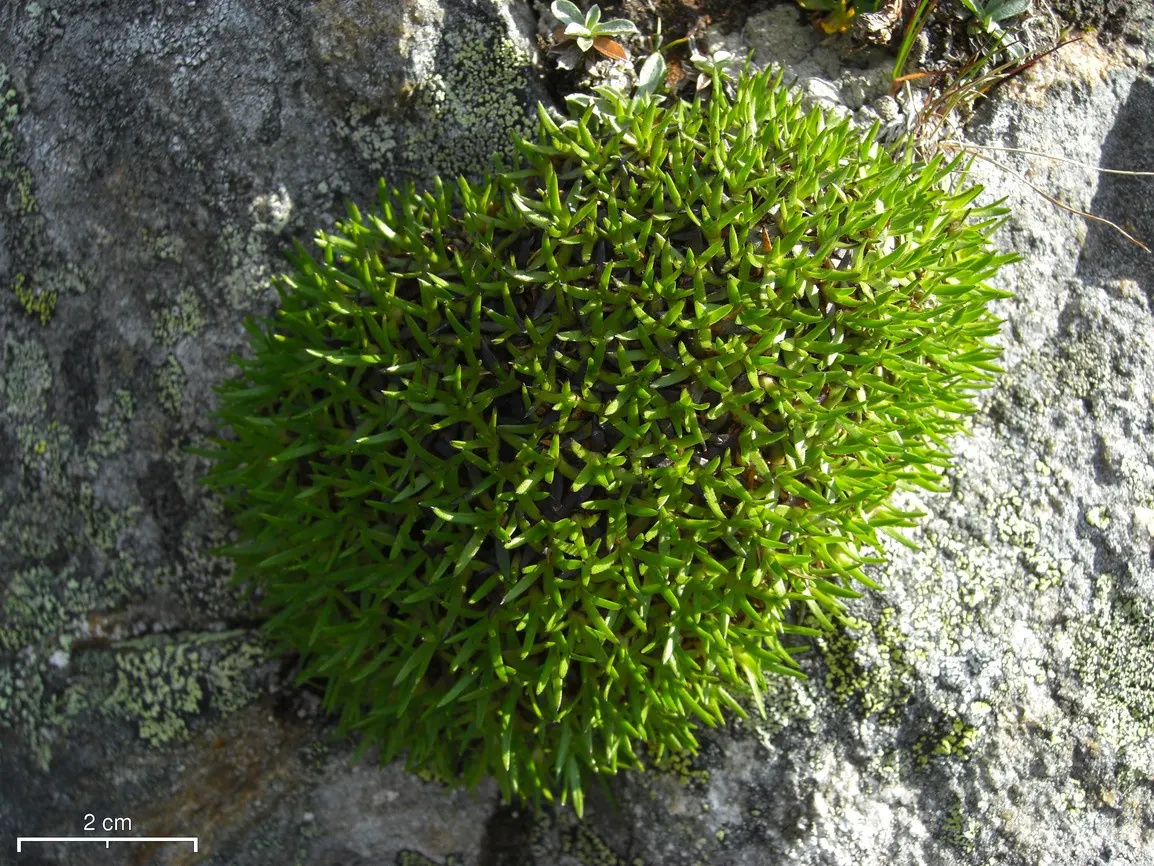 Moss Campion (Silene Acaulis) — particularly effective in rock gardens or as an accent in crevices and along stone pathways; each around 0.5 to 1, image 110