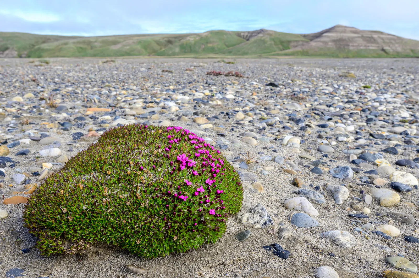 Moss Campion (Silene Acaulis) — perennial with pink blooms; silene acaulis requires full sun and well-drained, image 77