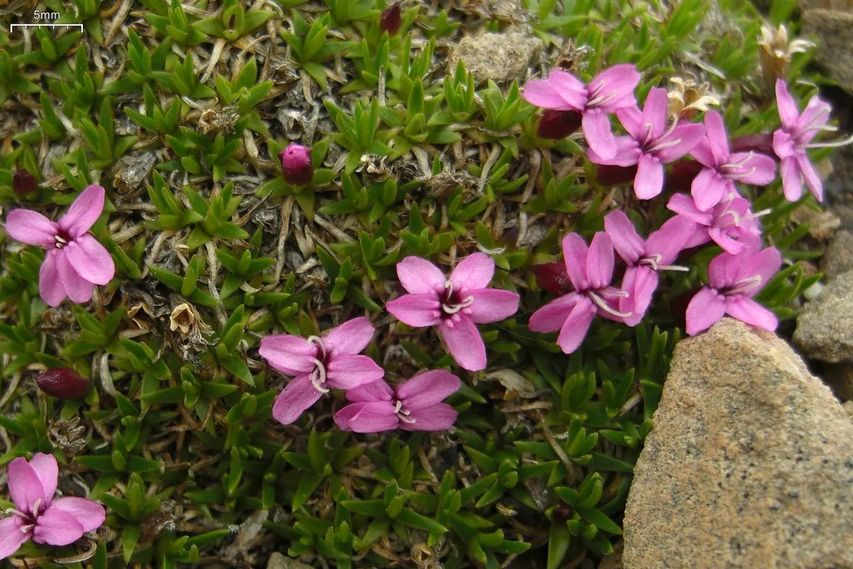 Moss Campion (Silene Acaulis) — It stands 1-3 inches tall and spreads 6-12 inches wide, featuring dense, cushioned mounds of evergreen foliage
