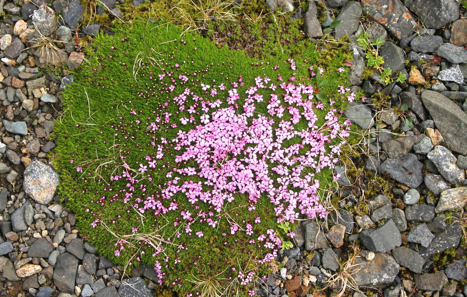 Moss Campion (Silene Acaulis) — and demonstrates excellent drought resistance once established; this hardy plant sprouts from a woody base and forms a low