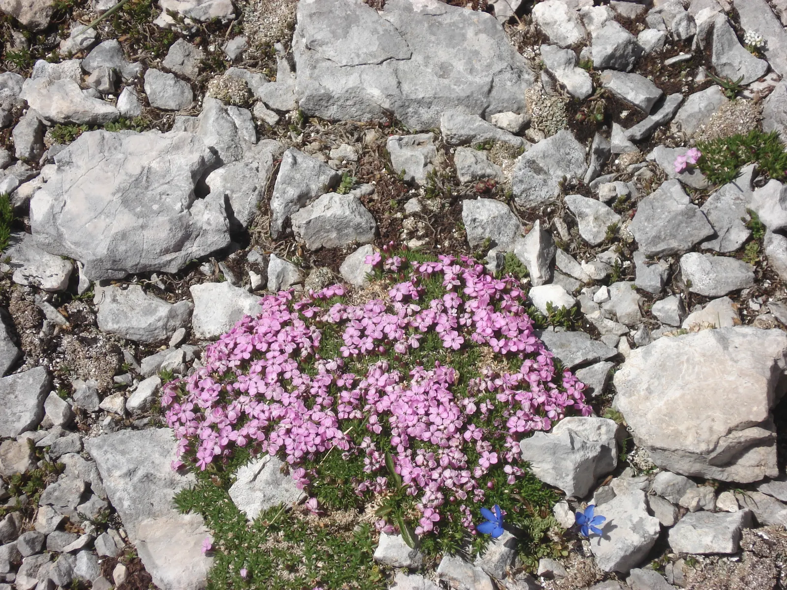 Moss Campion (Silene Acaulis) — These star-shaped blooms offer a delightful pop of color and attract pollinators such as bees and butterflies, image 92