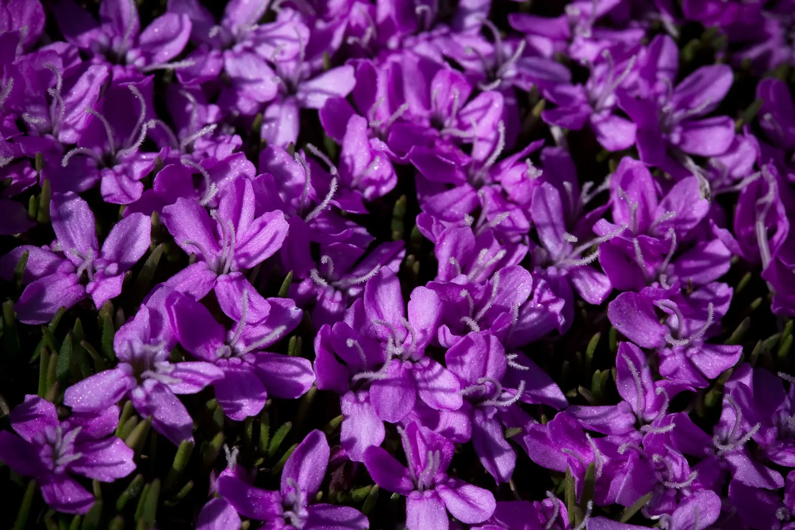 Moss Campion (Silene Acaulis) — Silene acaulis requires full sun and well-drained; ideal for a textural ground cover