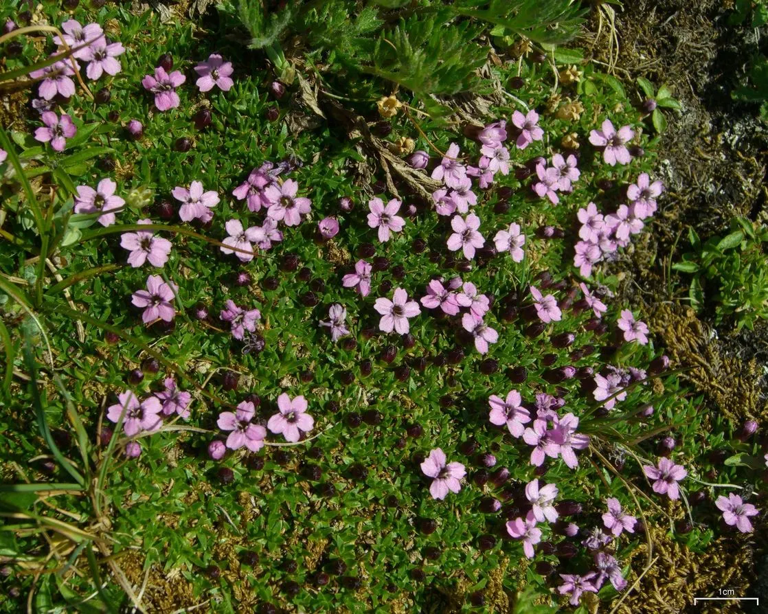 Moss Campion (Silene Acaulis) — perennial for half or shade; ground cover that thrives with minimal attention, image 104