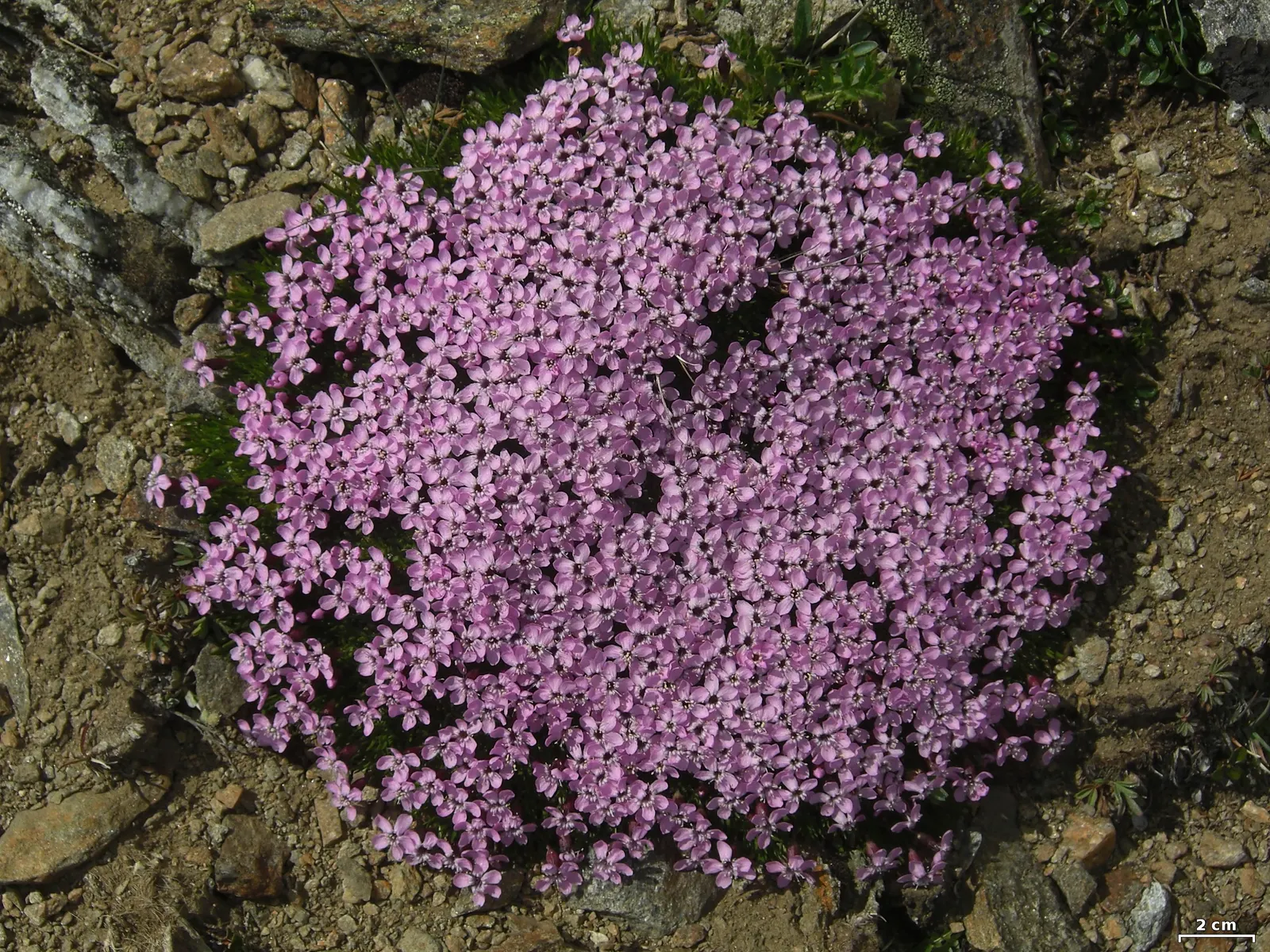 Moss Campion (Silene Acaulis) — From late spring to midsummer; regular watering is necessary only during prolonged dry spells, image 63