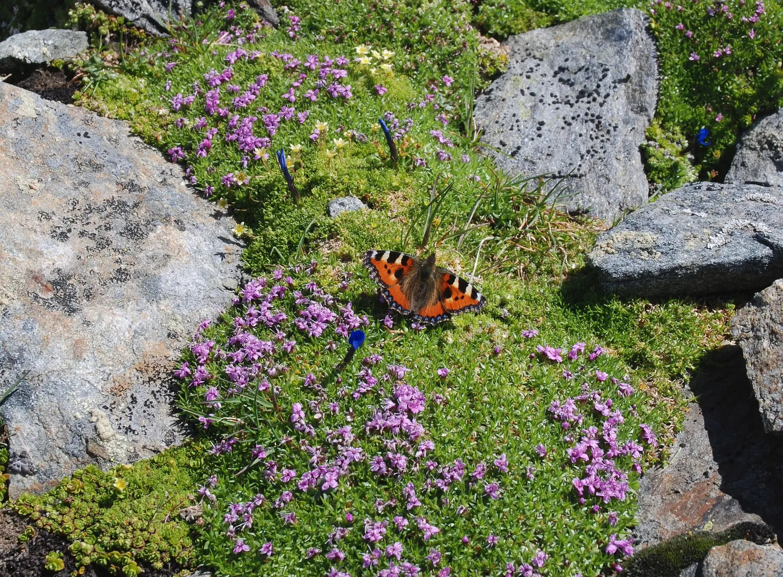 Moss Campion (Silene Acaulis) — particularly effective in rock gardens or as an accent in crevices and along stone pathways; each around 0.5 to 1, image 84
