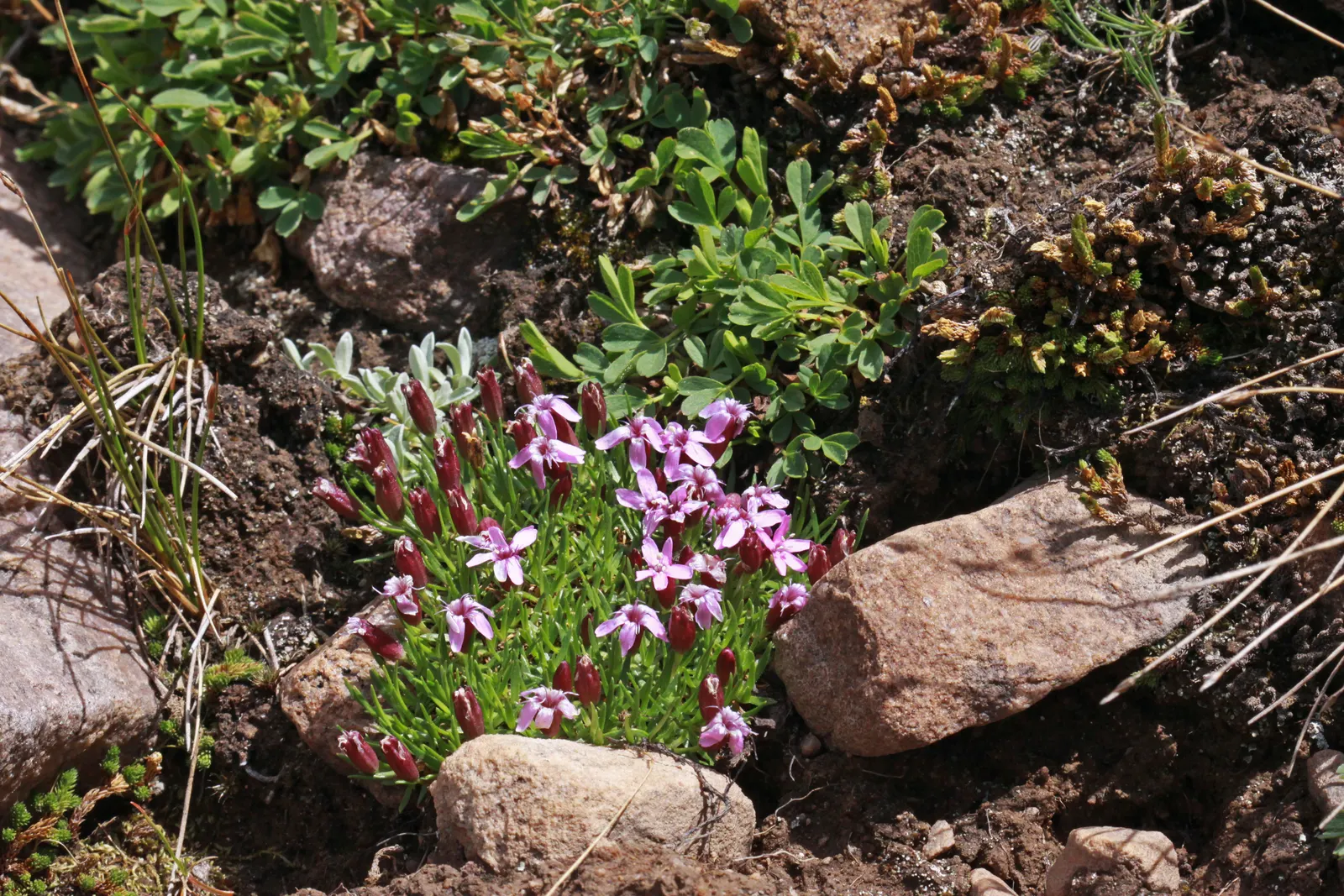 Moss Campion (Silene Acaulis) — and demonstrates excellent drought resistance once established; this hardy plant sprouts from a woody base and, image 72
