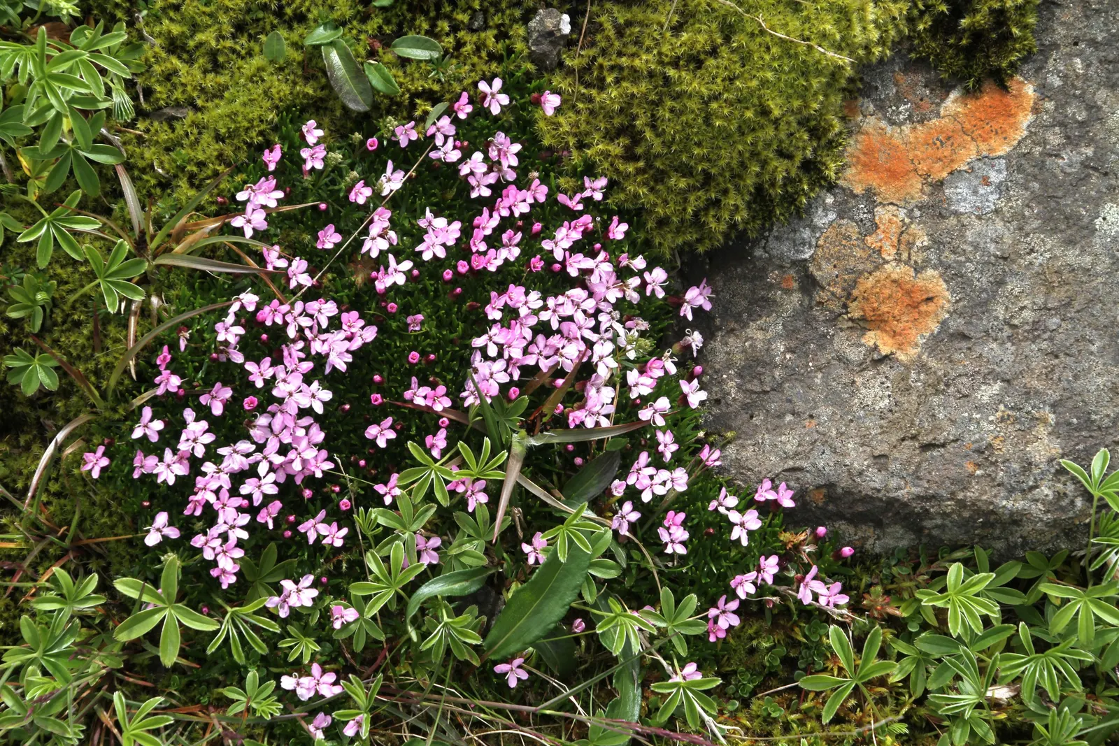 Moss Campion (Silene Acaulis) — This species is tolerant of cold temperatures; withstanding USDA hardiness zones 3 through 7, image 96