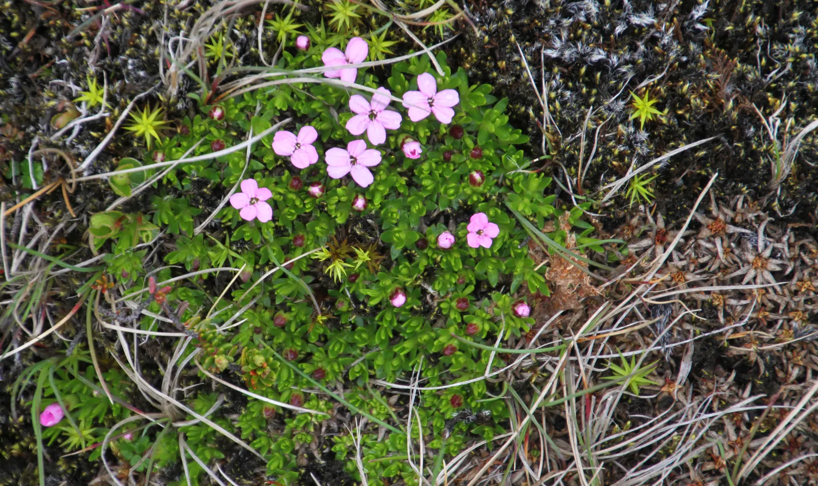 Moss Campion (Silene Acaulis) — It stands 1-3 inches tall and spreads 6-12 inches wide, featuring dense, cushioned mounds of evergreen foliage, image 54