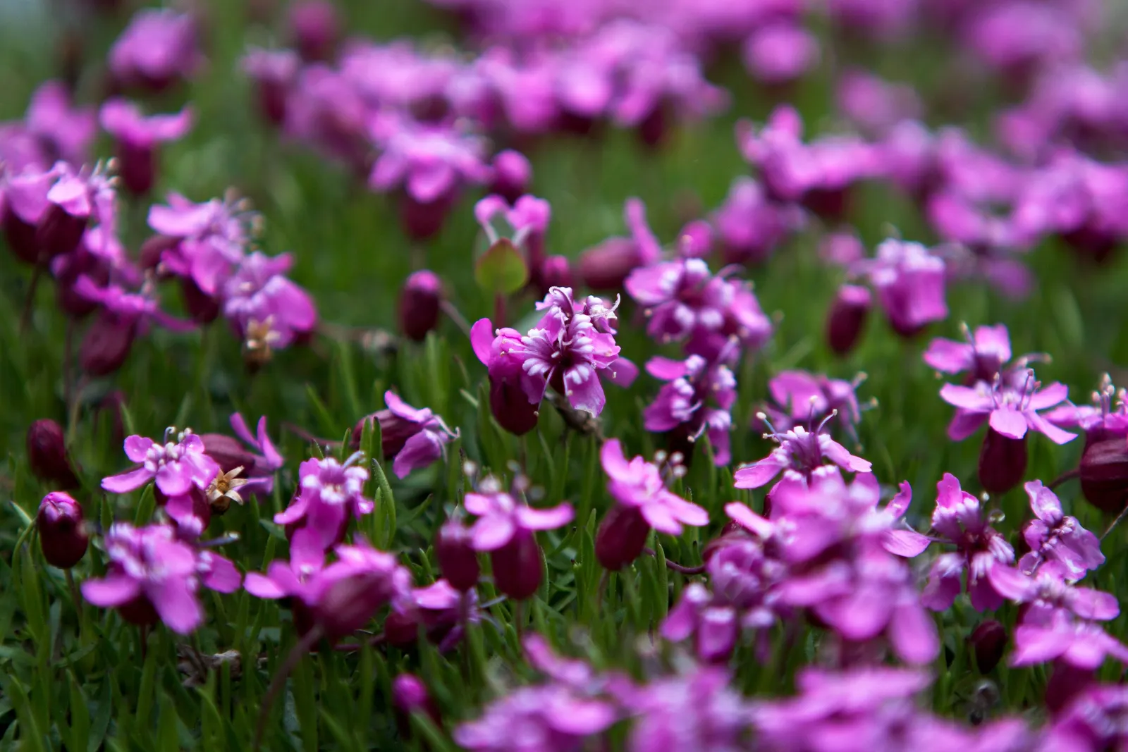 Moss Campion (Silene Acaulis) — Silene acaulis requires full sun and well-drained; ideal for a textural ground cover, image 94