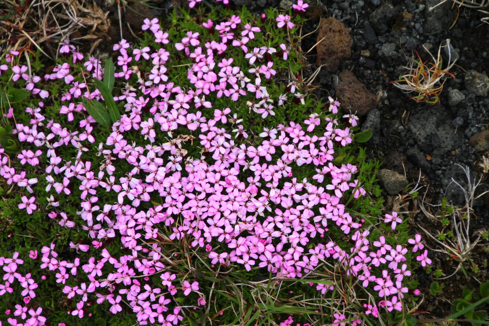 Moss Campion (Silene Acaulis) — Hardy and cold-resistant, it requires well-drained soil and full sun to partial shade conditions; perennial with, image 56