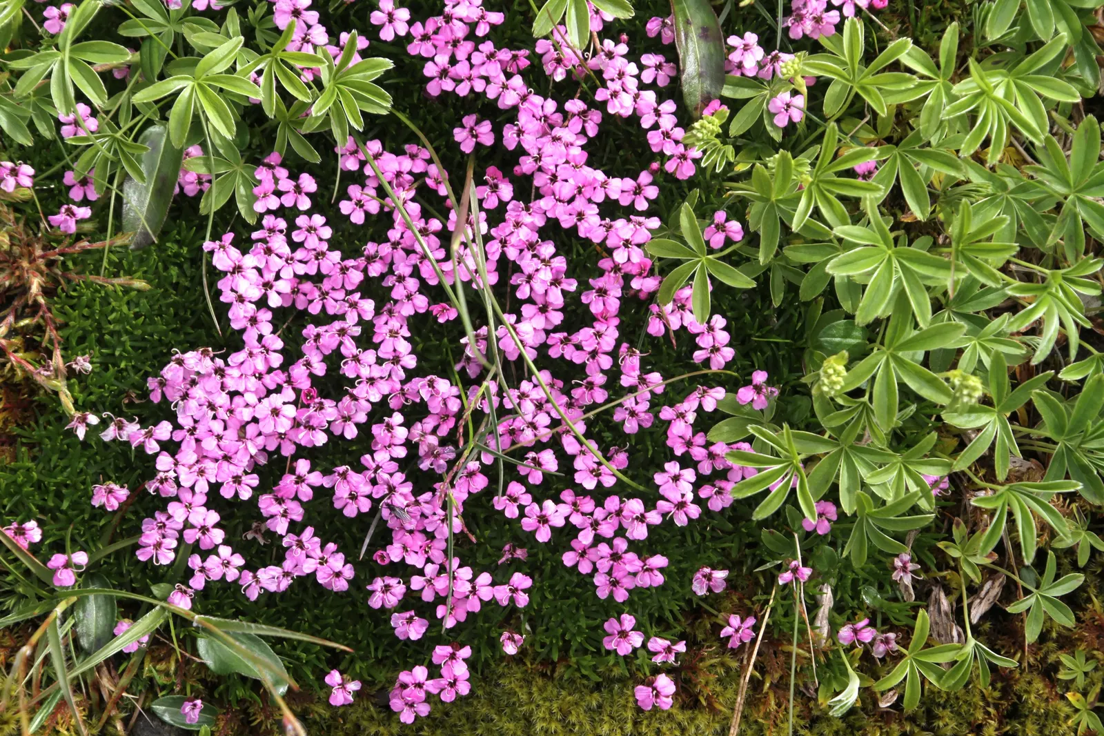 Moss Campion (Silene Acaulis) — Hardy and cold-resistant, it requires well-drained soil and full sun to partial shade conditions; perennial with, image 82