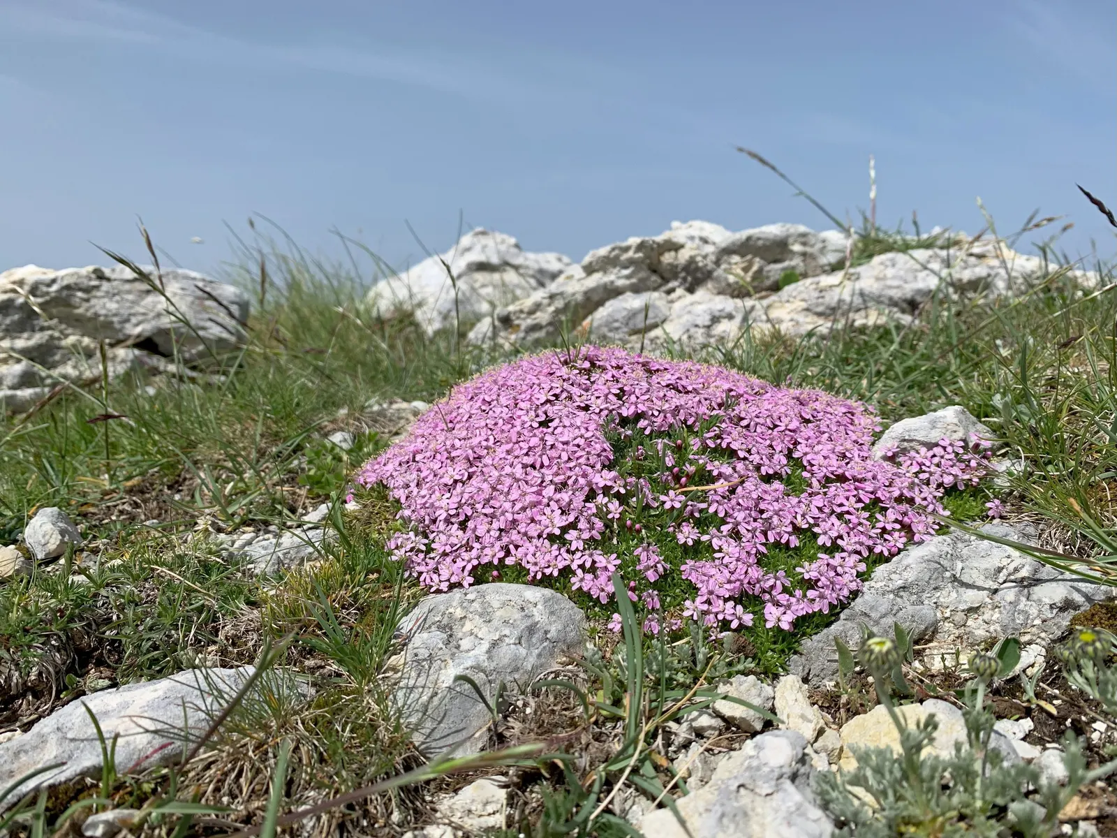 Moss Campion (Silene Acaulis) — this hardy plant sprouts from a woody base and forms a low; and demonstrates excellent drought resistance once, image 85