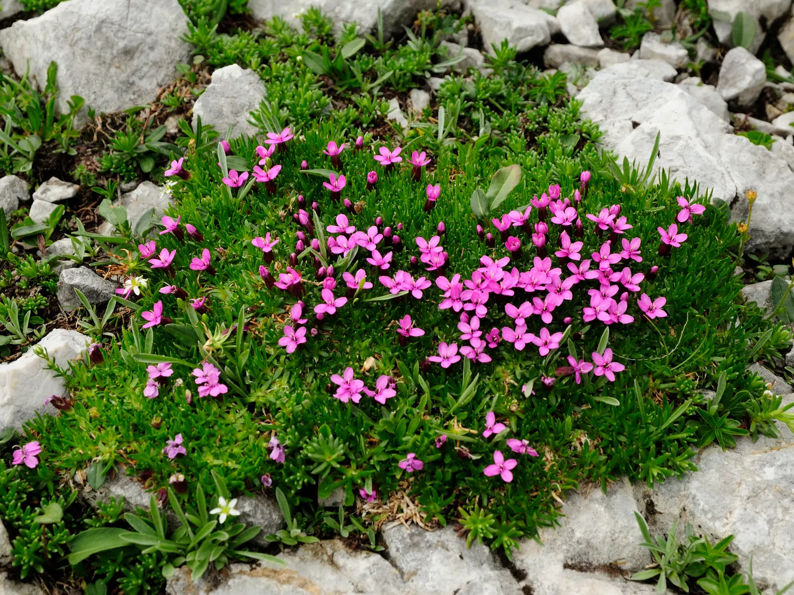 Moss Campion (Silene Acaulis) — ground-hugging mat approximately 1 to 6 inches in height; mat-forming perennial that flourishes in alpine environments