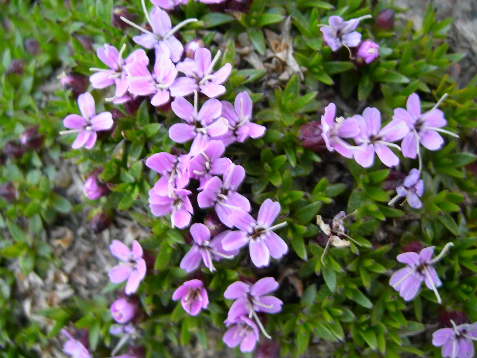 Moss Campion (Silene Acaulis) — making it a low-maintenance choice for the conscientious designer; these star-shaped blooms offer a delightful pop, image 99