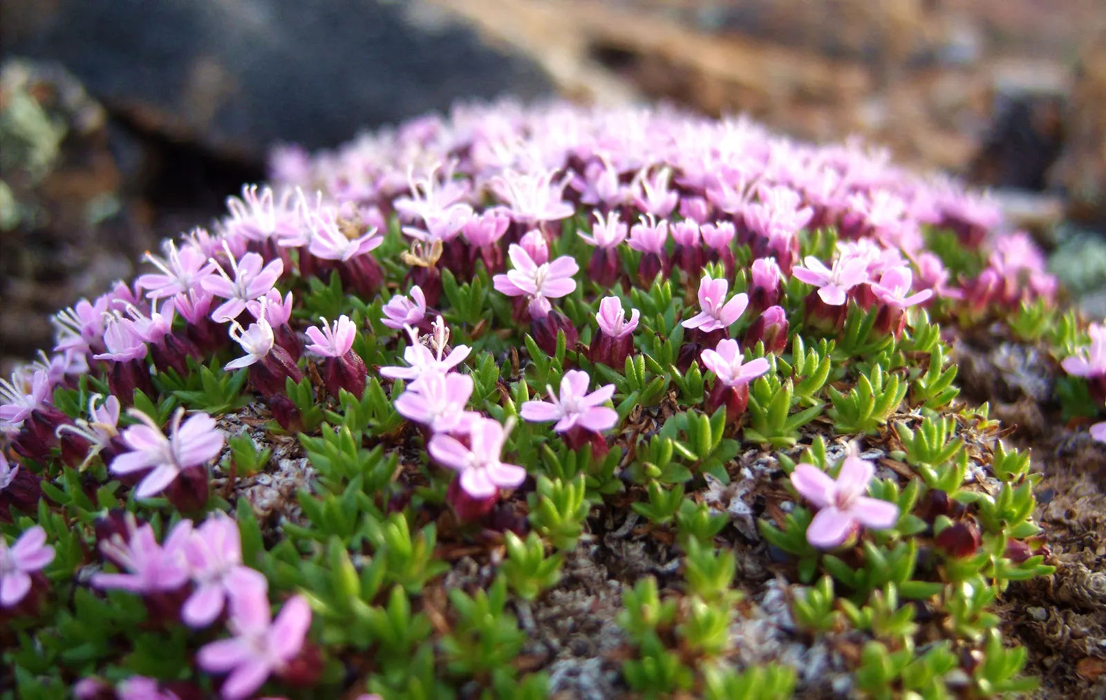 Moss Campion (Silene Acaulis) — bright pink to purple flowers; from late spring to early summer, it produces vibrant pink blooms that add a splash, image 64