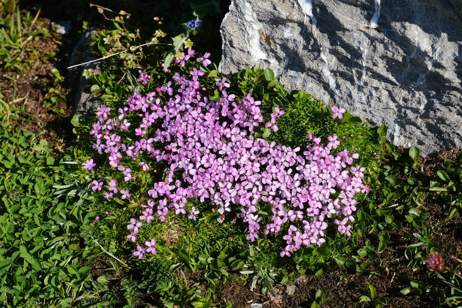 Moss Campion (Silene Acaulis) — From late spring to early summer, it produces vibrant pink blooms that add a splash of color to rock gardens; this, image 81